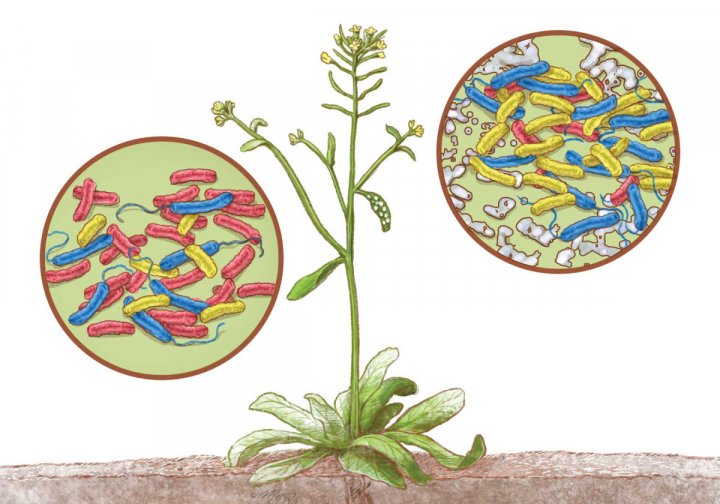 The plant microbiome