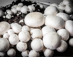 Hodowle grzybów 