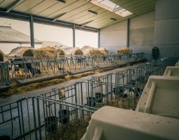 Barn hygiene