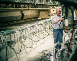 Milking parlour hygiene