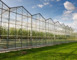 The greenhouse