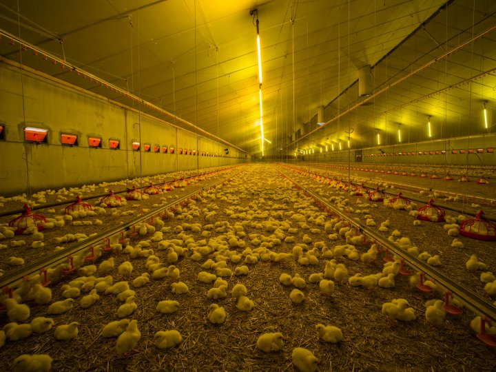 Critical points on the poultry farm: Daily operations