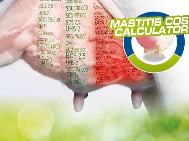 Mastitis: One of the most expensive disease for dairy farmers! 