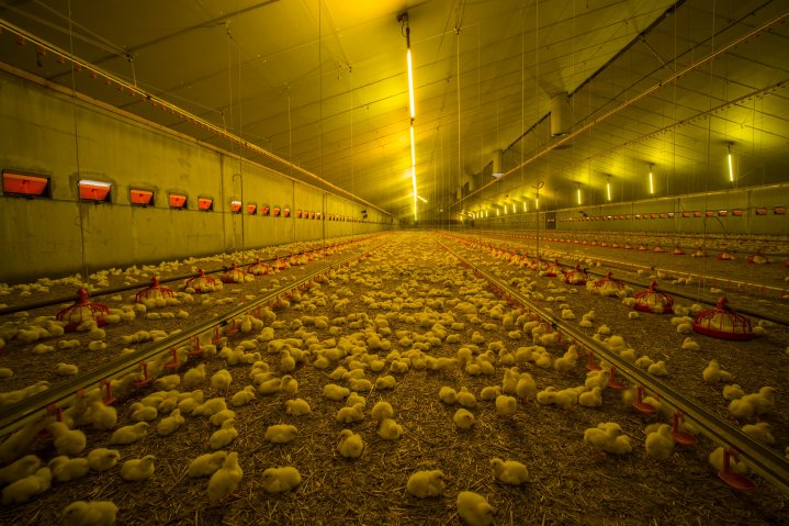 Critical points on the poultry farm: Daily operations