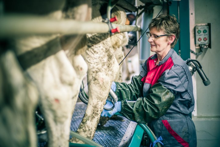 Common mistakes during milking: Part 2