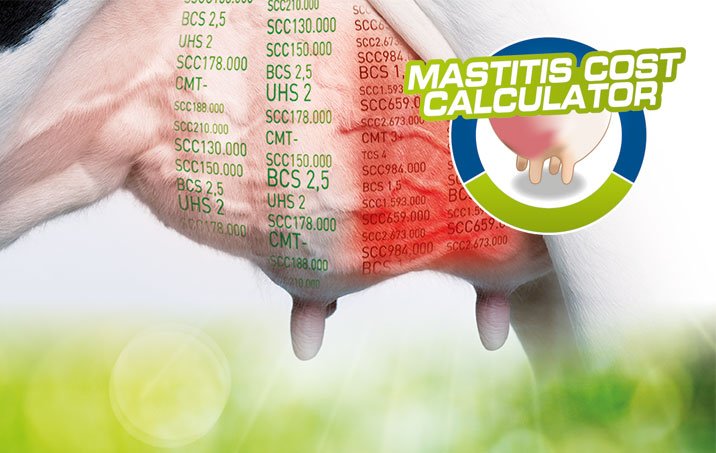 Mastitis: One of the most expensive disease for dairy farmers! 