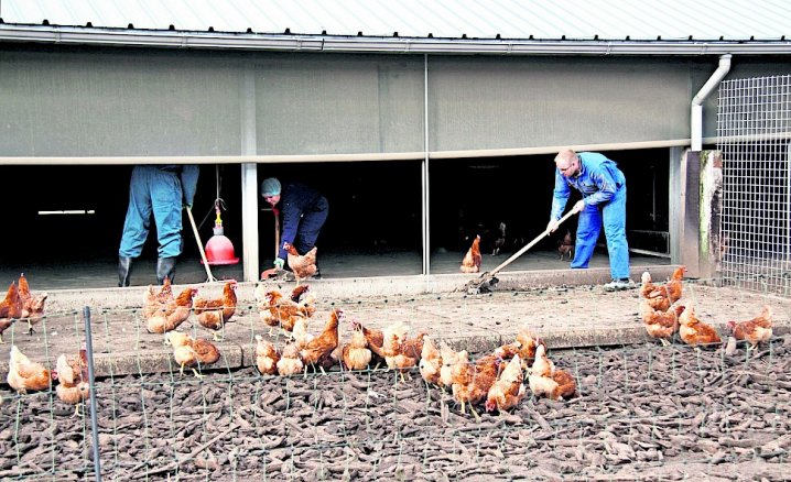 Artikel uit Pluimveehouderij &quot;Droog reinigen bestaat niet&quot; door Guido de Bree