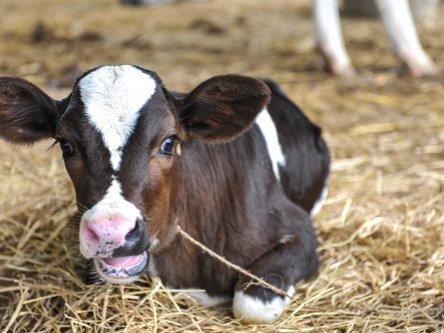 Cryptosporidiosis calves