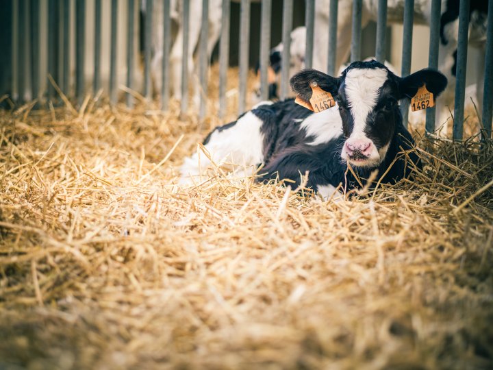 Escherichia Coli Mastitis