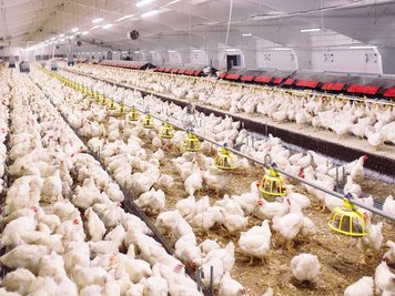 Salmonella on Poultry farm