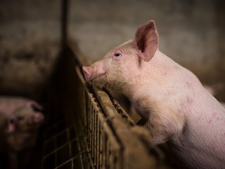 Salmonella on pig farm