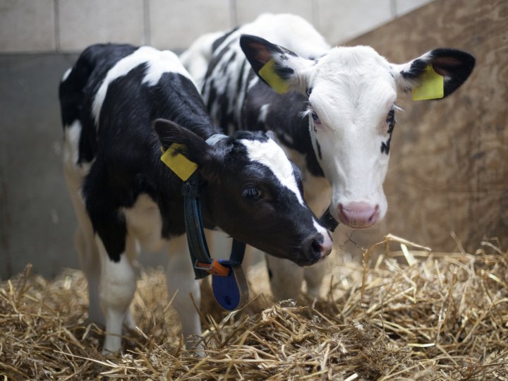 Coccidiosis Cattle