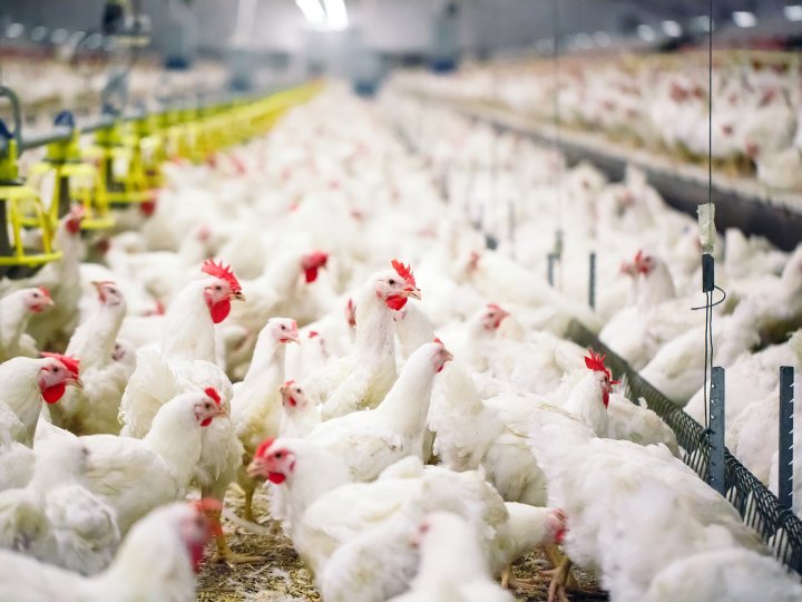 Coccidiosis Poultry
